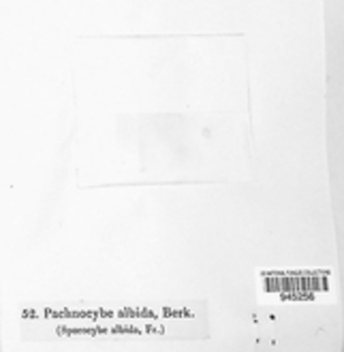 Pachnocybe albida image